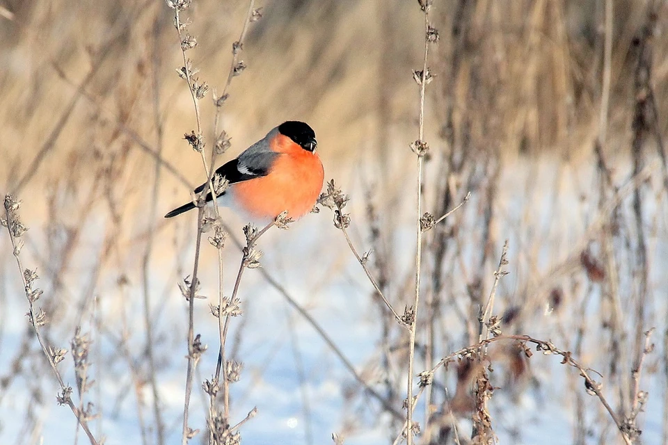 К кормушкам в Иркутске нередко прилетают и снегири