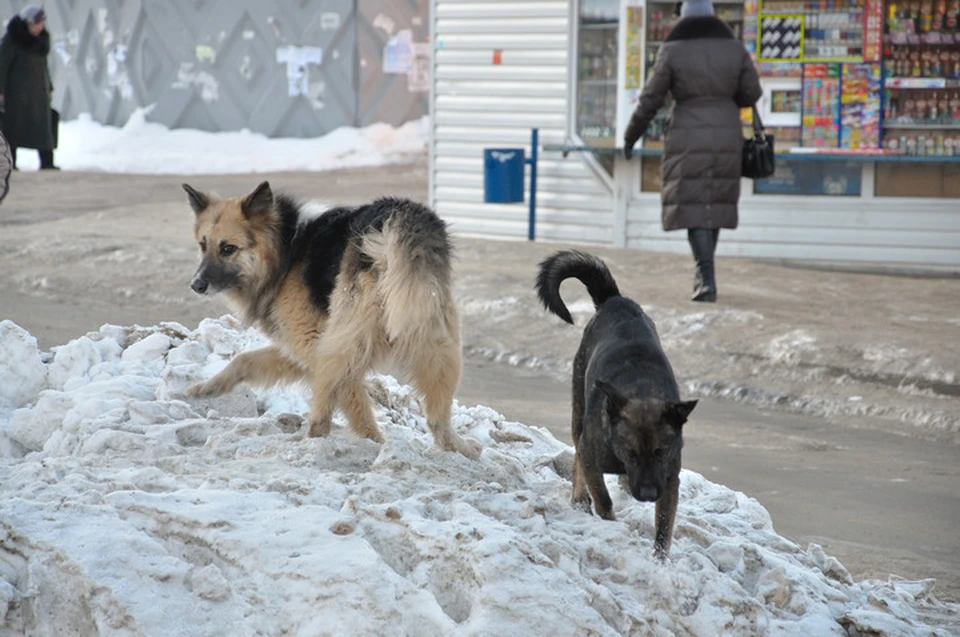 61% пострадавших были укушены собаками. Фото: архив