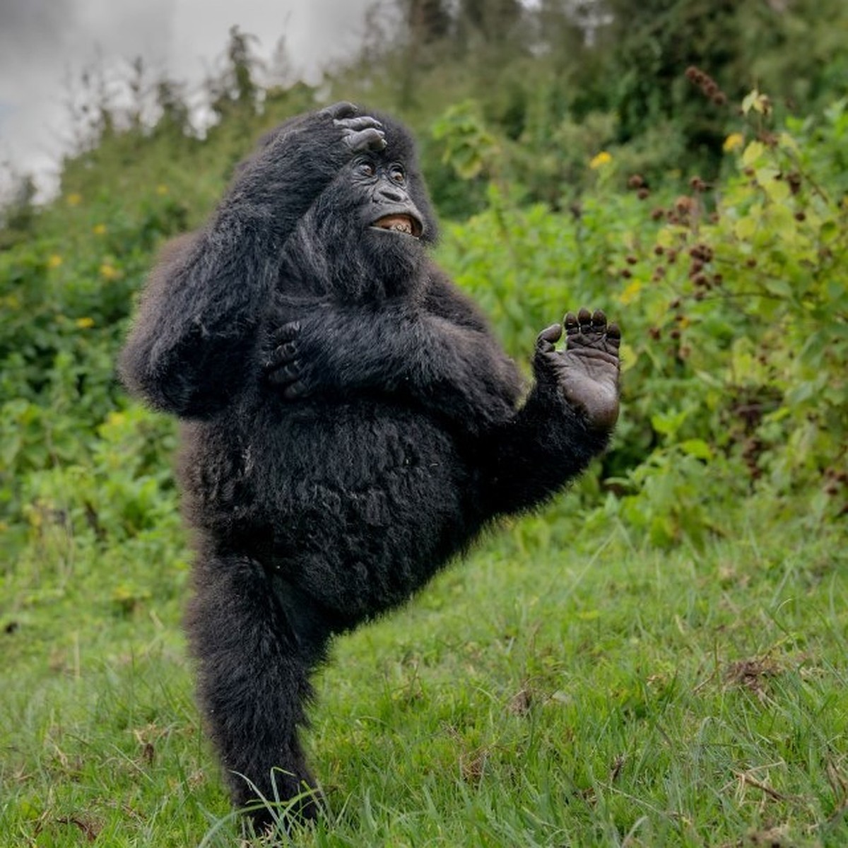 Победители премии Nikon Comedy Wildlife Awards 2025: самое смешное