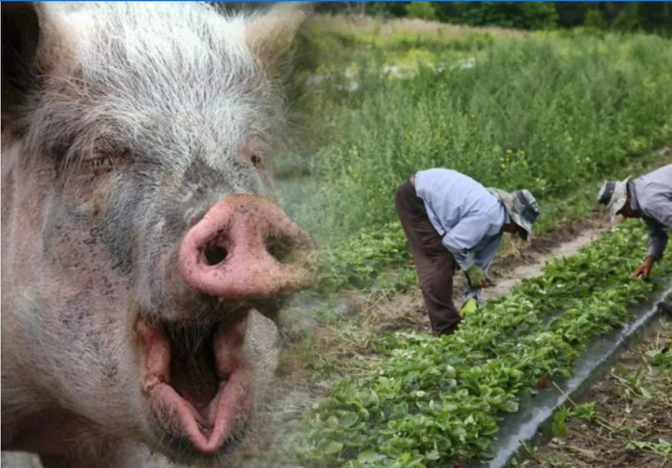 "Он давно говорил, что бомжей можно убивать безнаказанно, а из их золотых зубов делать кольца - мы думали, что это шутка"