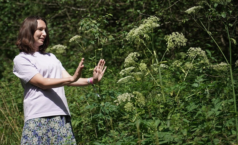 В Подмосковье дачников предупредили о штрафах до 1 млн рублей за нескошенный борщевик