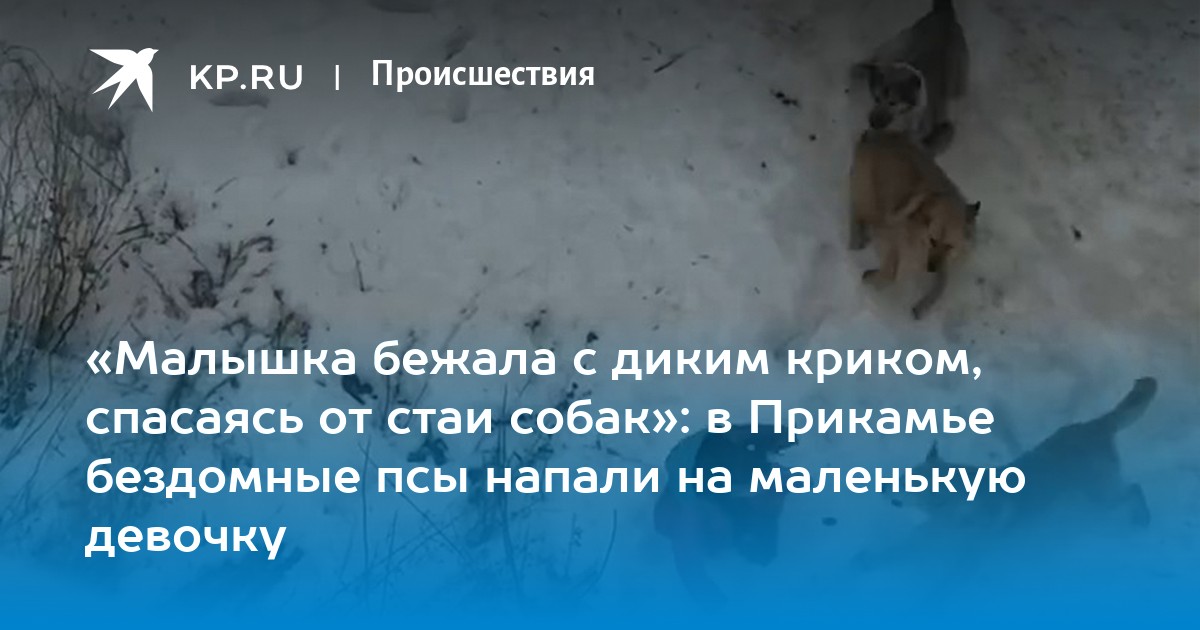 «Малышка бежала с диким криком, спасаясь от стаи собак»: в Прикамье бездомные псы напали на маленькую девочку