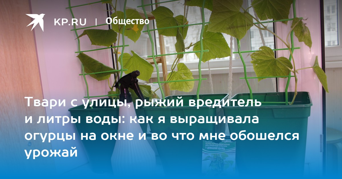 Как вырастить огурцы на подоконнике: пошаговая инструкция