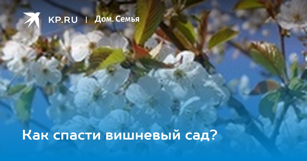 Почему не смогли спасти вишневый сад. Варианты спасения вишневого сада. Предложите свой вариант спасения вишневого сада. Как можно было спасти вишневый сад. Вишневый спас в Патриаршем саду.