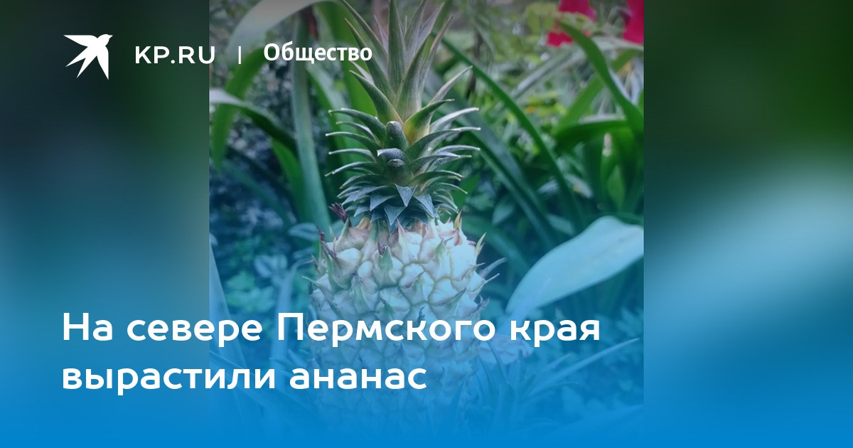 На севере Пермского края вырастили ананас
