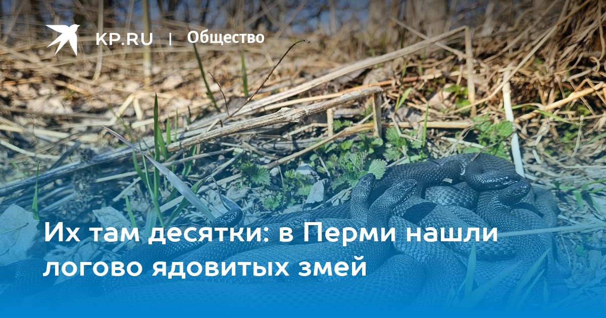 Их там десятки: в Перми нашли логово ядовитых змей