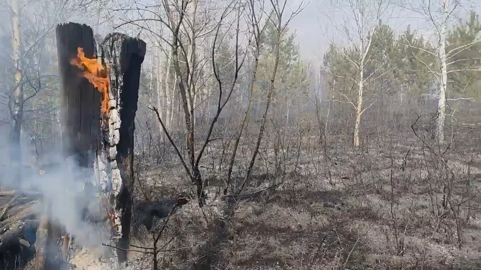 В Тольятти продолжают тушить низовой лесной пожар. Фото: Илья Сухих