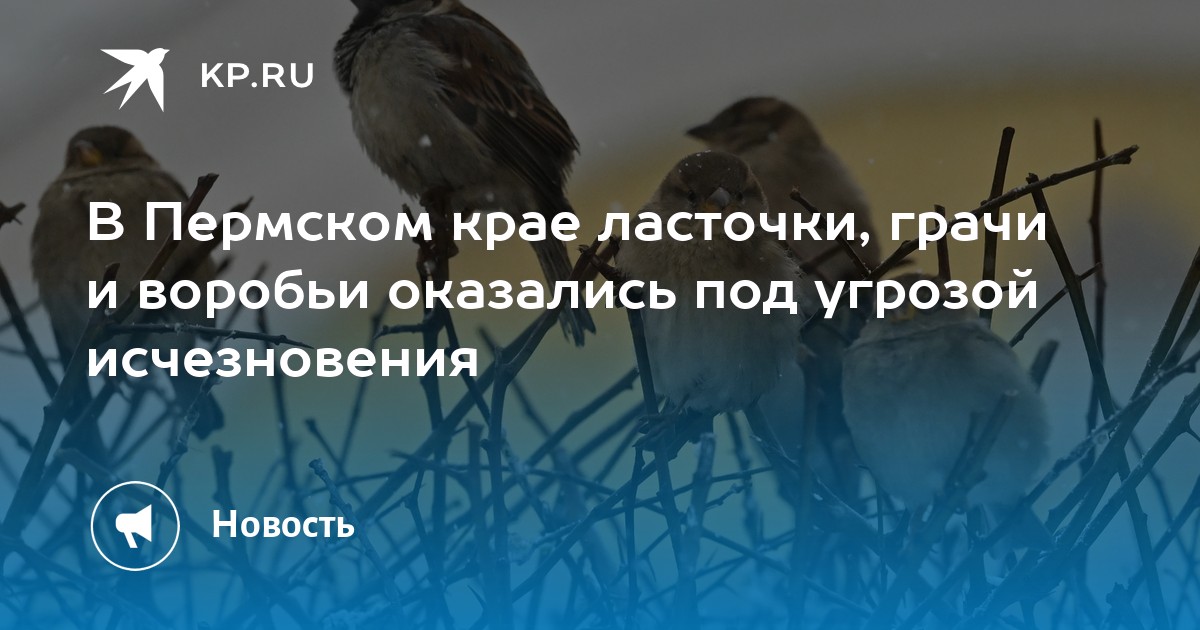 В Пермском крае ласточки, грачи и воробьи оказались под угрозой исчезновения