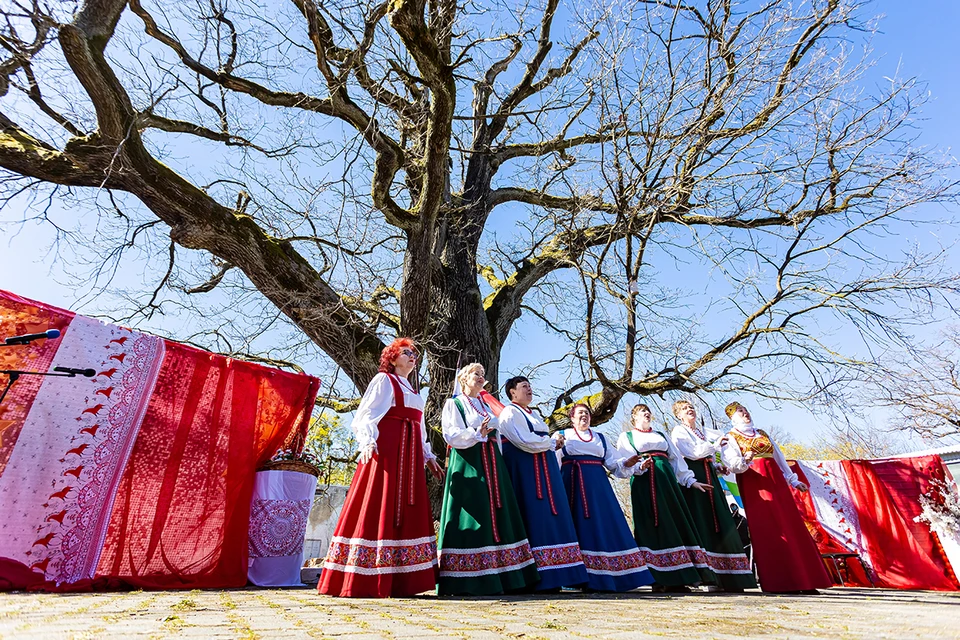 Раскинулись ветви старинного дуба широко...