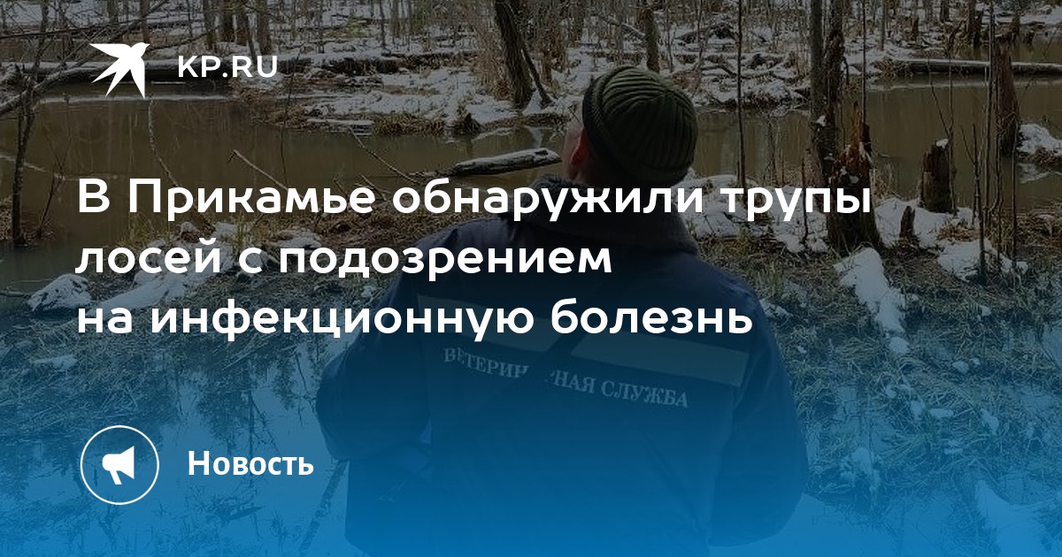 В Прикамье обнаружили трупы лосей с подозрением на инфекционную болезнь