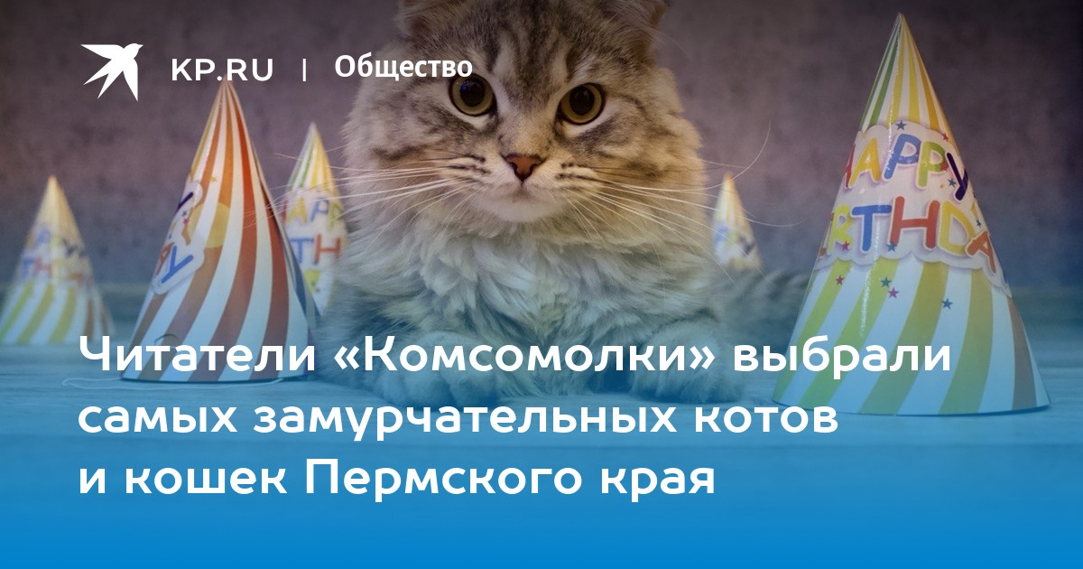 Читатели «Комсомолки» выбрали самых замурчательных котов и кошек Пермского края