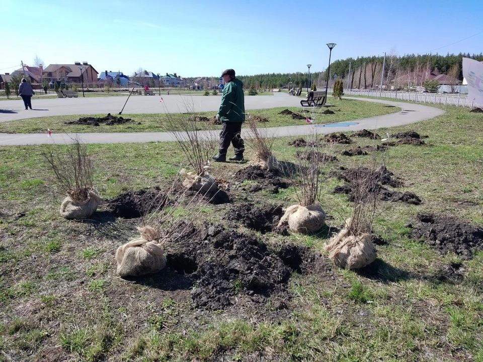 За апрель ульяновские озеленители высадили 71 дерево и 683 кустарника. ФОТО: Центр по благоустройству и озеленению Ульяновска