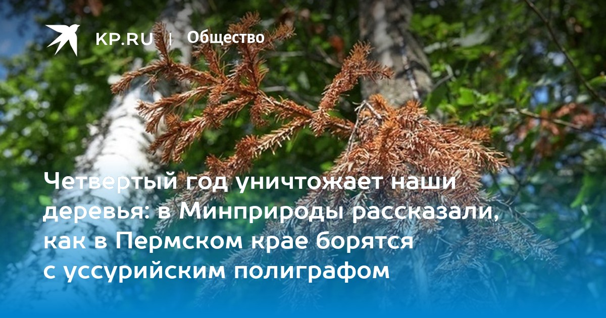 Четвертый год уничтожает наши деревья: в Минприроды рассказали, как в Пермском крае борятся с уссурийским полиграфом