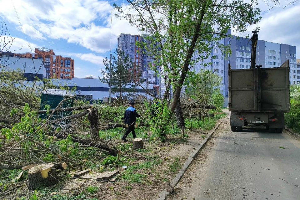 Пилили "сухостой".