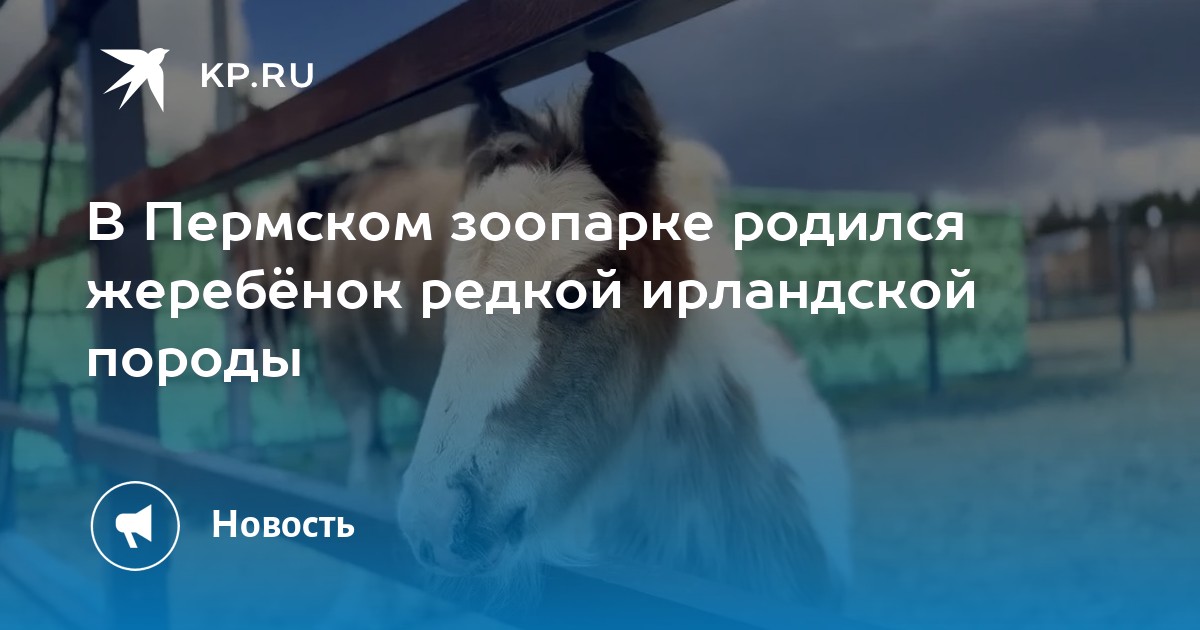 В Пермском зоопарке родился жеребёнок редкой ирландской породы