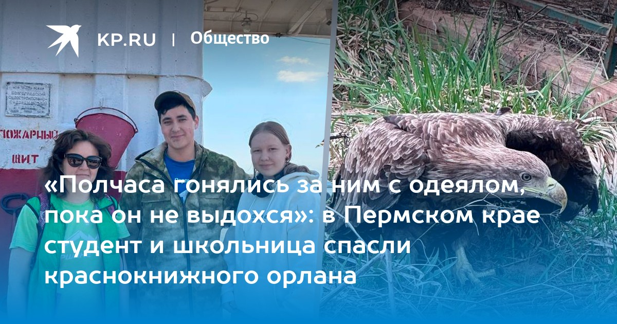 «Полчаса гонялись за ним с одеялом, пока он не выдохся»: в Пермском крае студент и школьница спасли краснокнижного орлана