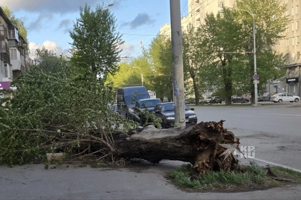 Работа сетей была нарушена из-за шквалистого ветра, уронившего деревья на провода