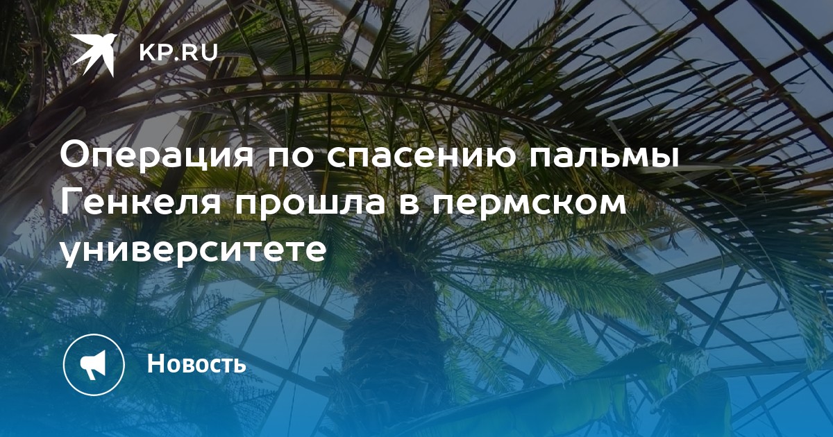 Операция по спасению пальмы Генкеля прошла в пермском университете