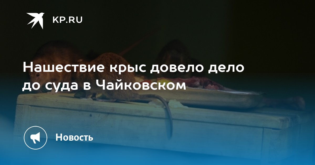 Нашествие крыс довело дело до суда в Чайковском