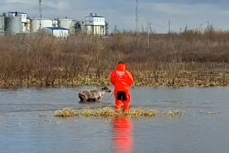 Спасение оленя в Салехарде