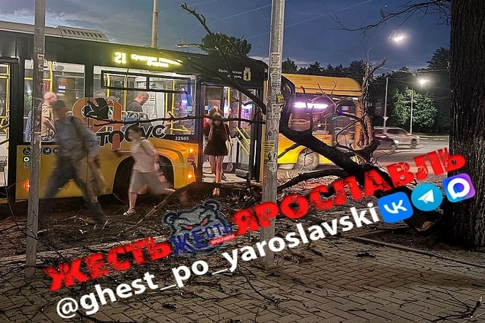 Последствия падения дерева на автобус. Фото: телеграм-канал Жесть Ярославль