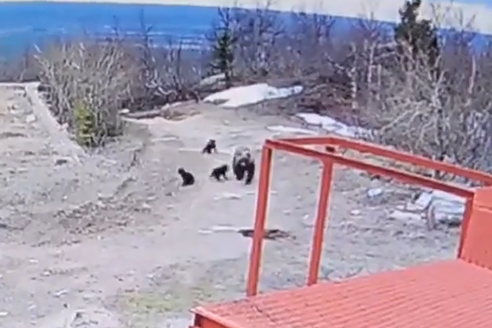 В Прикамье на вершину Полюда забралась медведица с тремя медвежатами