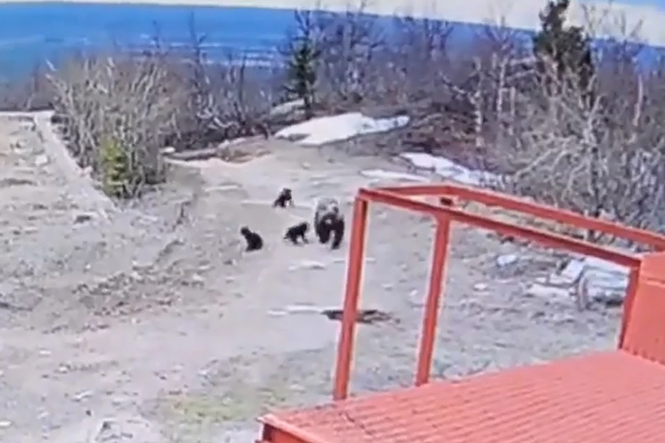 Кадр из видео: ФГБУ «Государственный природный заповедник «Вишерский»