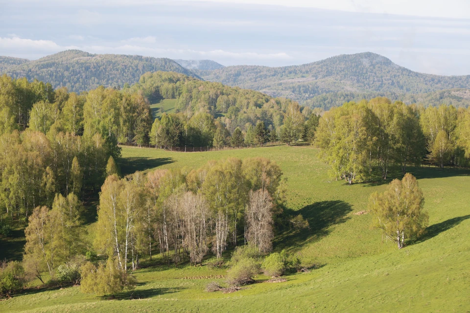 Село Солонешное