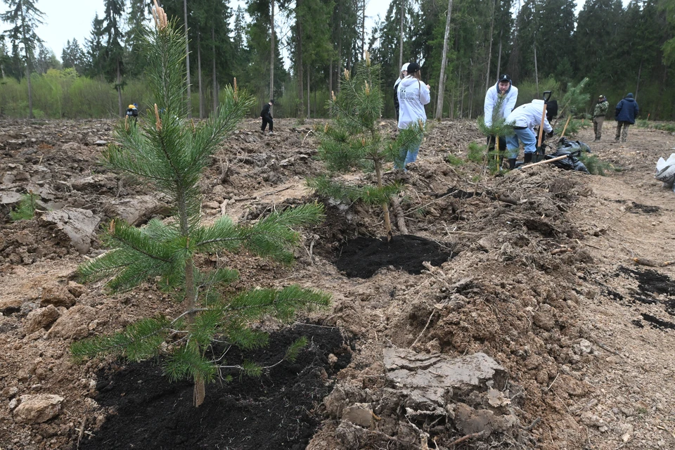 В Ульяновской области деревьями засадили 1,4 тысячи гектаров территории