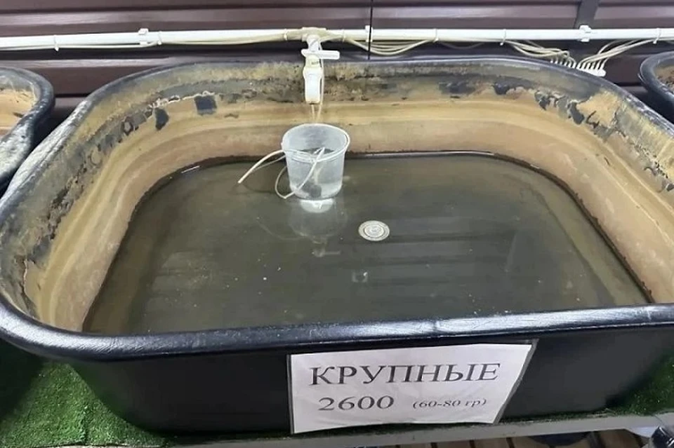 Крупных раков мужчина продавал по 2600 рублей за килограмм.