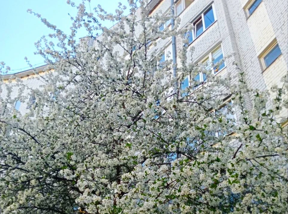 В Белгородской области за год проведут капремонт в 292 МКД