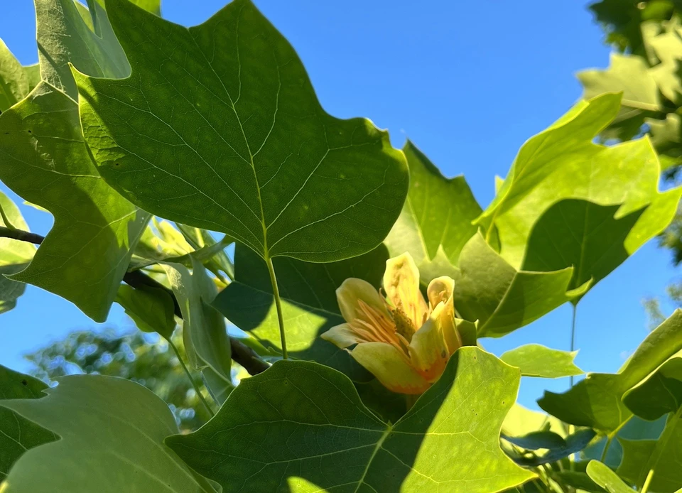 фото Воронежского ботанического сада имени профессора Козо-Полянского