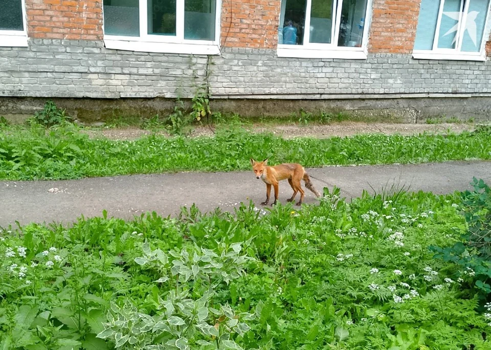 Рыжую красавицу подкармливают сотрудники и пациенты Фото предоставлено читательницей "КП-Пермь"