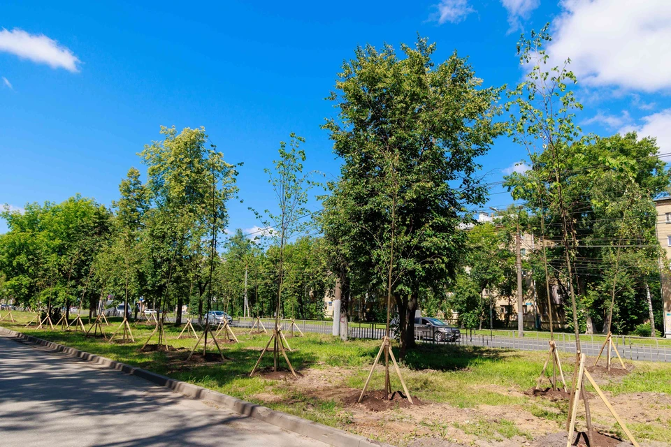 Более 220 деревьев высадят на Московском шоссе в Нижнем Новгороде.
