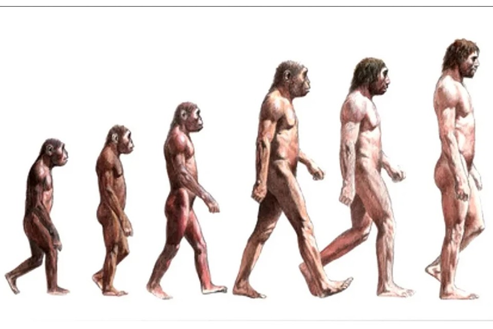 Загадочная доисторическая акселерация: превращению Homo erectus в Homo sapience сопутствовал внезапный скачок в росте