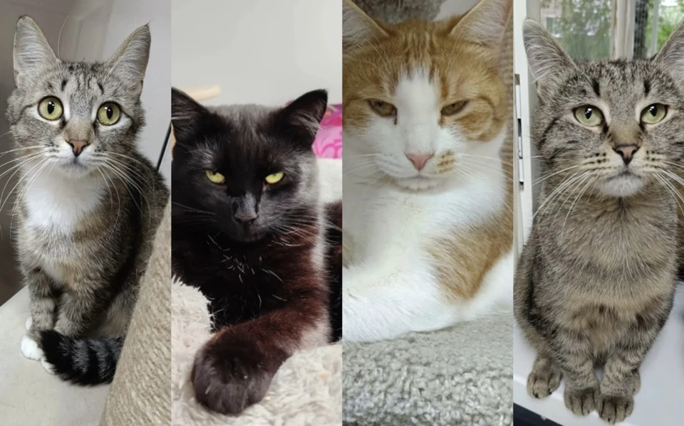Фото: котофонд