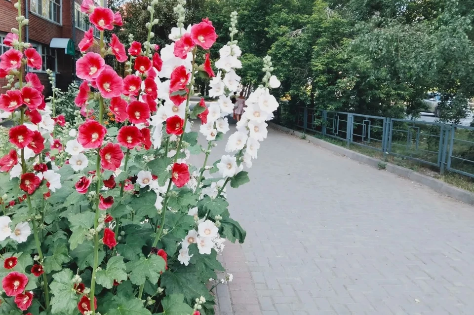 Выше +30 градусов столбики термометров в Томске в понедельник не поднимутся