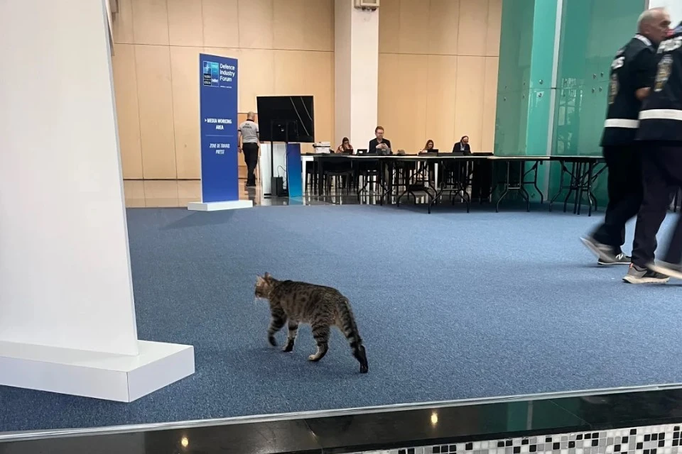Пользователи соцсетей назвали кота на саммите НАТО агентом Кремля, фото: X/Chris Lunday