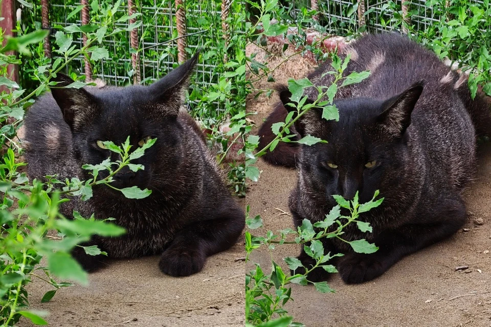Кот Бегемот