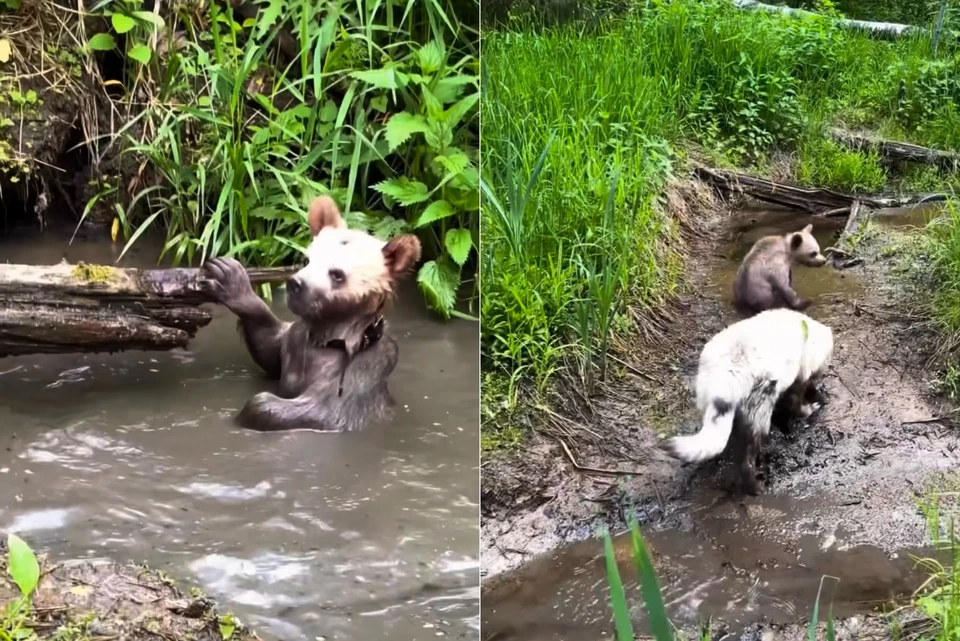 Если раньше Дынька панически боялась воды, то теперь не проходит ни одной прогулки без купания. Фото: парк-приют «Земля прайда»