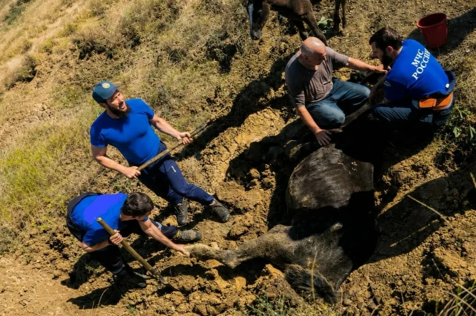 Бедное животное несколько часов боролось за жизнь. Фото: МЧС Чечни