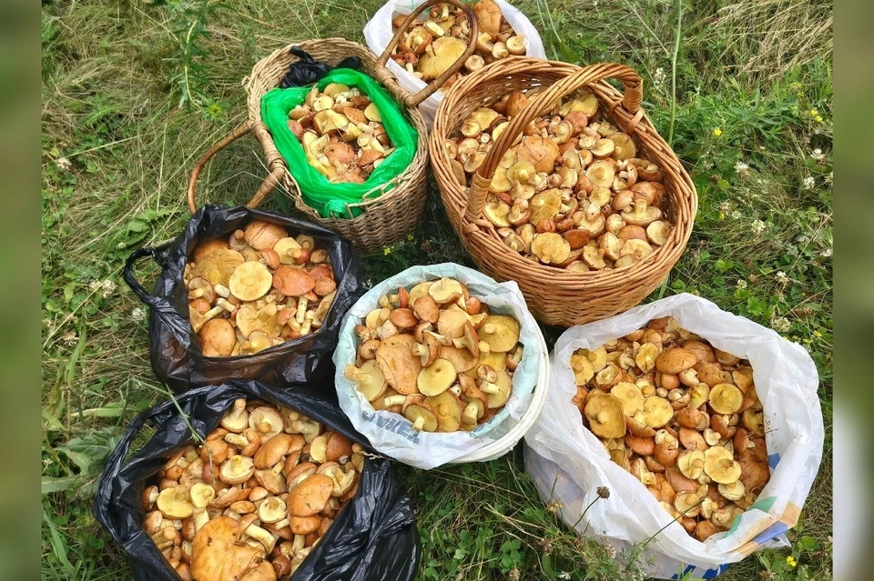 В Самарской области начался грибной сезон. Фото: Екатерина Ростова
