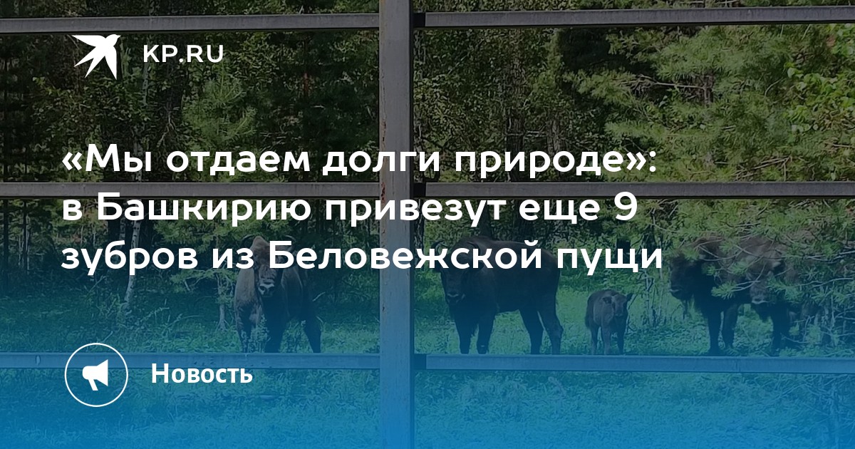 В Башкирию привезут 9 новых зубров из Беловежской пущи к 2027 году