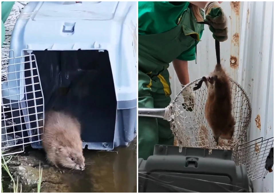 Фото: скрин из видео барнаульского зоопарка