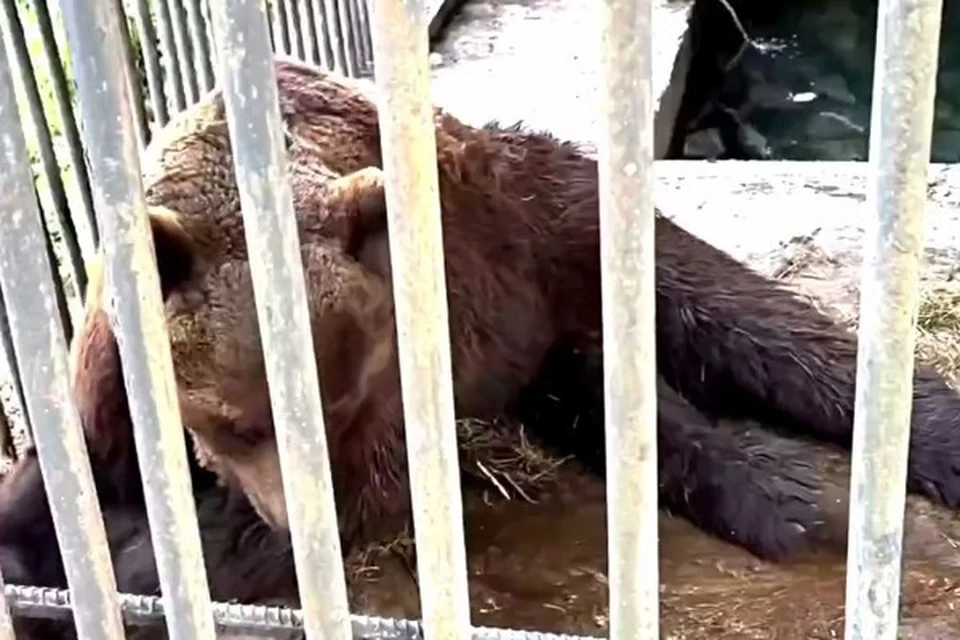 Скриншот видео: «Земля прайда» (vk.ru/lions_msc)