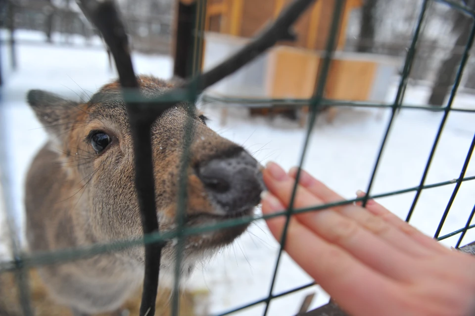 Численность косуль, лосей и медведей увеличилась в Нижегородской области