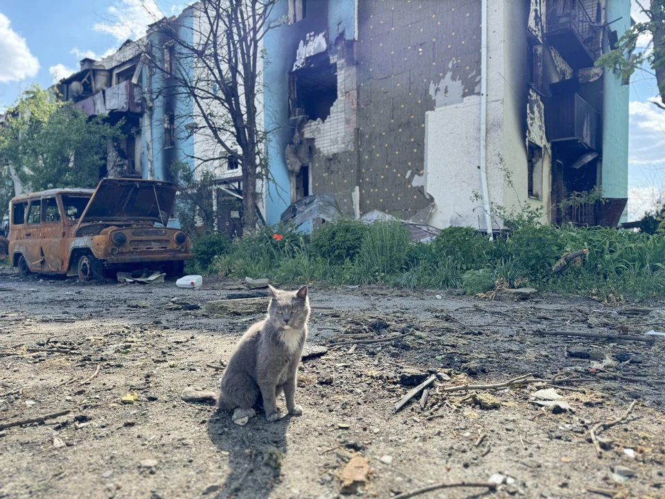Два человека погибли и 24 ранены от ударов ВСУ в Белгородской области за сутки