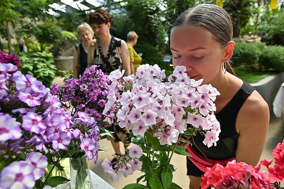 Сиренево-розовые оттенки флоксов - классика. Именно такими мы и запомнили эти цветы на клумбах бабушек. Но и у классики бывает новое прочтение.