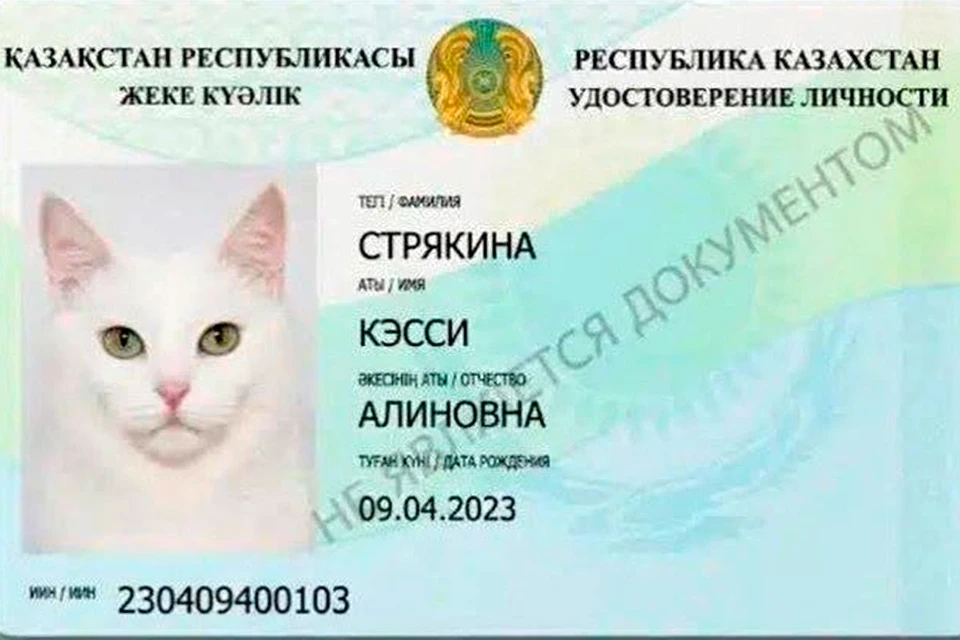 Публикации о выдаче человеческих паспортов котам в Казахстане оказались шуткой