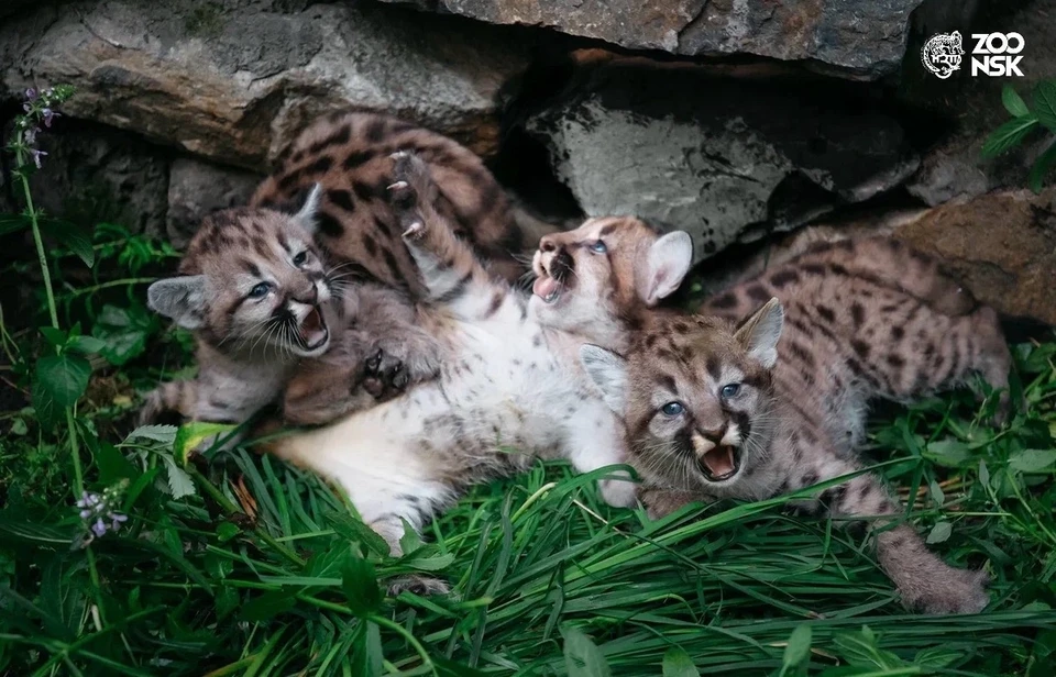 В Новосибирском зоопарке у пары пум родились котята. Фото: vk.ru/novosibirsk_zoo